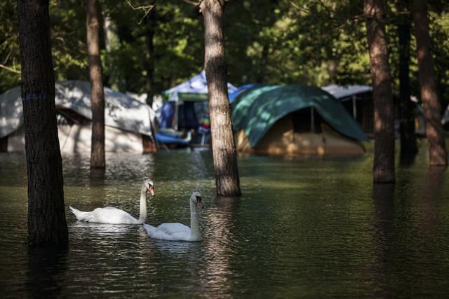 Les cygnes ne trompent pas: le niveau des eaux était encore élevé lundi et mardi, comme ici au camping de Cheseaux-Noreaz, proche d'Yverdon-les-Bains. [Keystone - Valentin Flauraud]