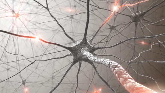 Cerveau avec système nerveux et neurone. [depositphotos - ktsdesign]