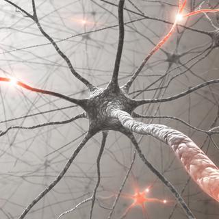 Cerveau avec système nerveux et neurone. [depositphotos - ktsdesign]