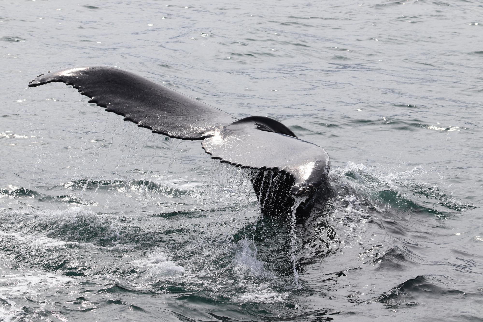 Une baleine à bosse en train de plonger à Hestfjorour (Westfjords), en Islande, le 2 août 2021. [AFP - TOM GROVE]