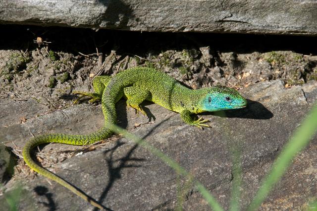 Le lézard vert. [RTS]