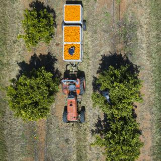 Une photo prise avec un drone montre un cueilleur de fruits récoltant des oranges dans une ferme près de Leeton, en Nouvelle-Galles du Sud, en Australie, le 01 octobre 2020. [EPA/LUKAS COCH AUSTRALIA AND NEW ZEALAND/KEYSTONE - Lukas Coch]