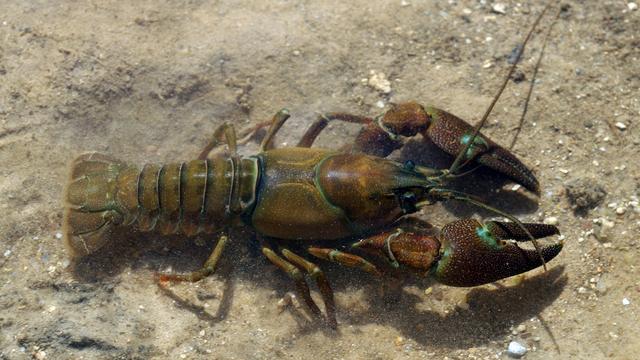 Une écrevisse signal, aussi nommée écrevisse de Californie ou du Pacific. De son nom latin Pacifastacus leniusculus. [CC BY 3.0/Wikimedia Commons - David Perez (DPC)]