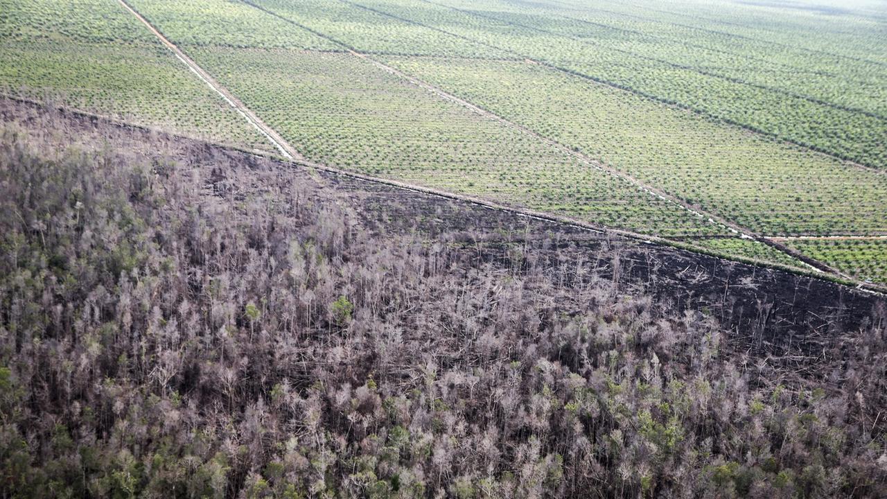 Une vue aérienne d'une plantation de palme en Indonésie, installée après déforestation avec la technique de l'incendie volontaire. [EPA/Keystone - Bagus Indahono]