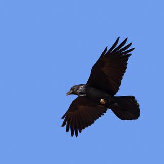 Grand corbeau. [AFP - © NOVACK N./HorizonFeatures/Leemage]
