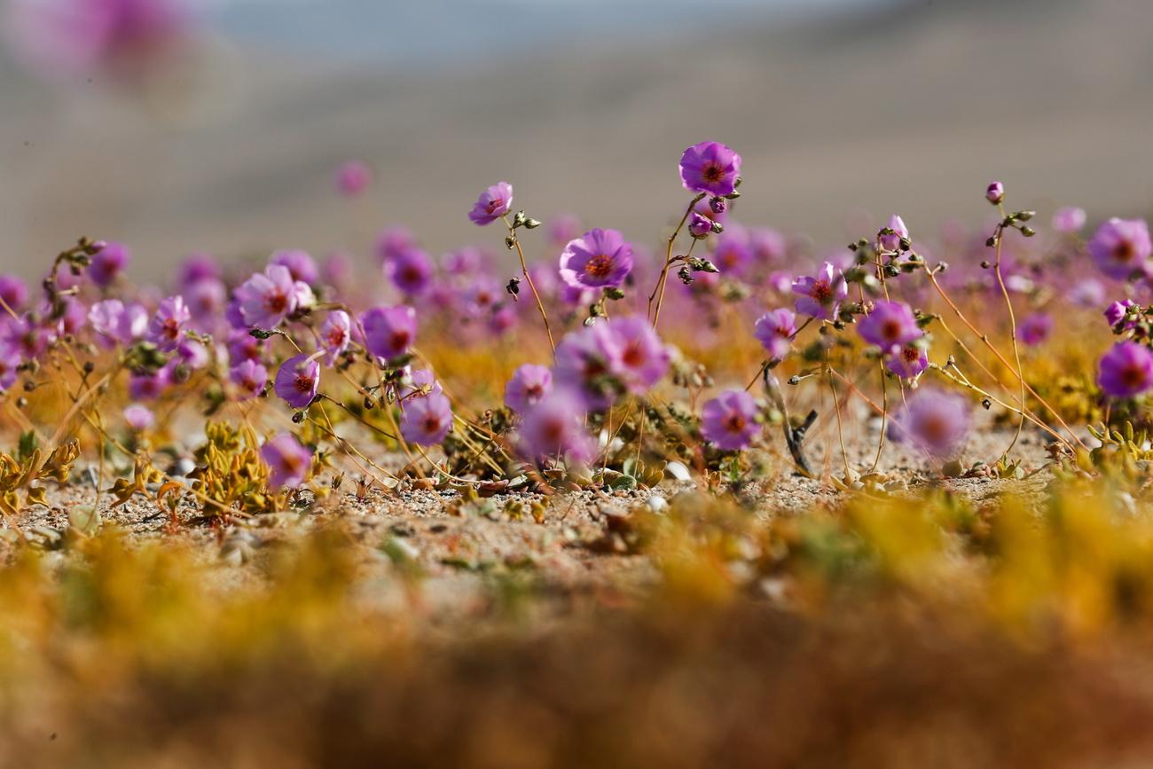 Les fleurs du désert d'Atacama, au Chili. Des fleurs du désert d'Atacama, au Chili, photographiées en octobre 2021. [Keystone - Jose Caviedes]