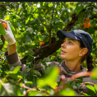 Aline Defayes partage le désastre du gel de printemps pour les arbres fruitiers. [Mon-producteur.ch]