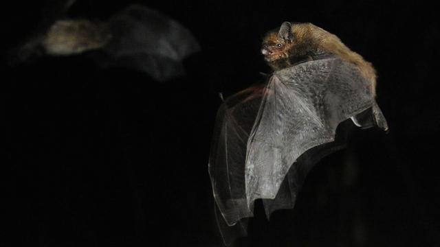 Les chauves-souris en Suisse ne sont pas porteuses de virus dangereux. [Keystone - Steffen Schmidt]