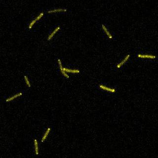 Des cellules de Pseudomonas aeruginosa en migration.
Persat Lab
EPFL [EPFL - Persat Lab]
