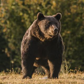 L'ours Brun Arthur, tué par le prince Emmanuel von und zu Liechtenstein. [AP Photo/Keystone]