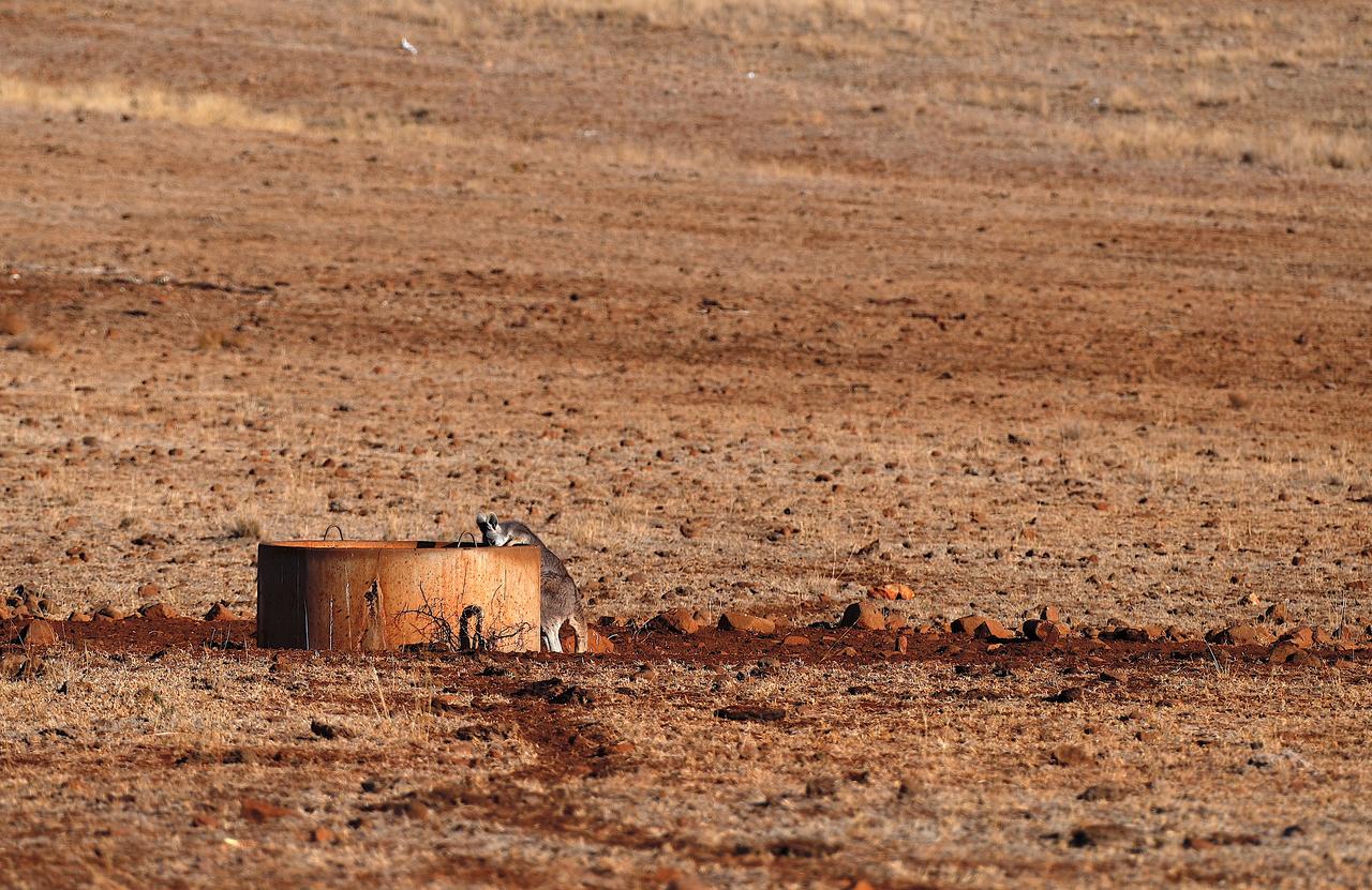 Un kangourou boit dans un réservoir d'eau situé dans un enclos dévasté par la sécheresse, sur la propriété d'un fermier dans la Nouvelle-Galles du Sud en Australie. [Reuters - David Gray]