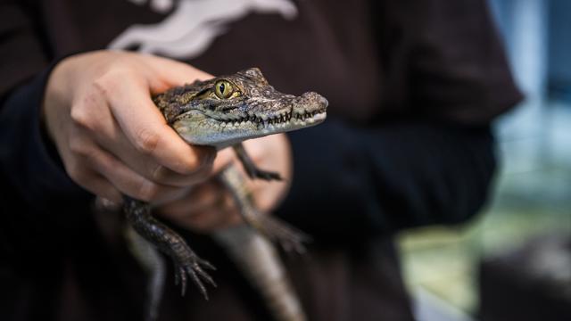 Différencier morphologiquement les crocodiles sacrés des crocodiles du Nil pour pouvoir mieux les protéger. [KEYSTONE - Jean-Christophe Bott]