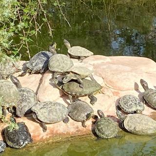 Le village des tortues à Carnoules (Var). Le centre recueille également certaines tortues abandonnées dans la nature où elles concurrencent des espèces locales. Cʹest le cas de la tortue de Floride (ici). [RTS - Lucile Solari]