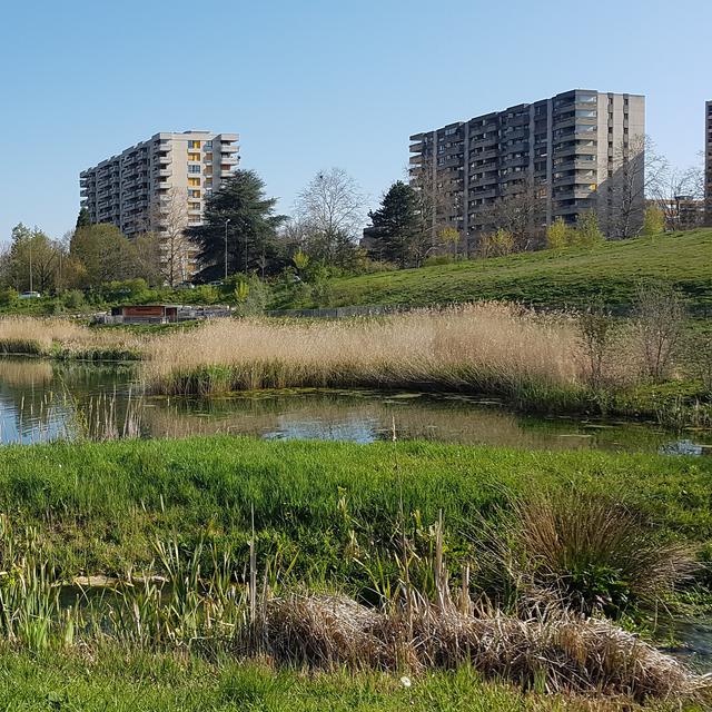 Nature et biodiversité en milieu urbain: des lacs en pleine ville? [DR - DR]