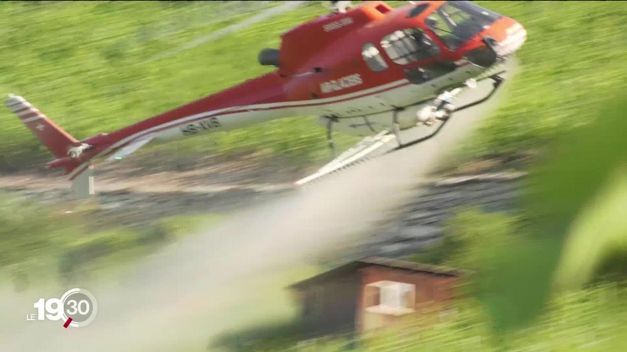 Le traitement de la vigne par hélicoptère, une spécificité romande qui résiste malgré l'essor du drone