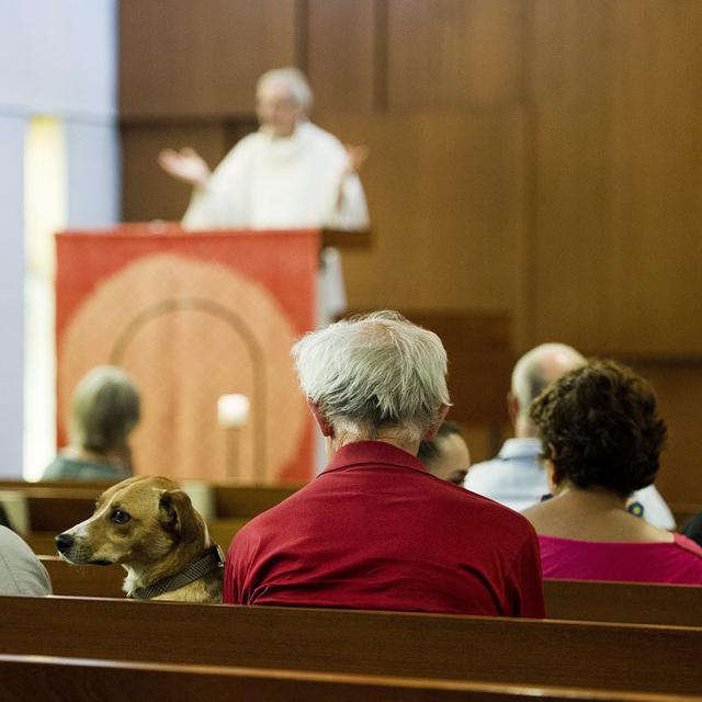 RTSreligion - Un chien pasteur aux Etats-Unis. (image d'illustration) [Keystone - Jean-Christophe Bott]