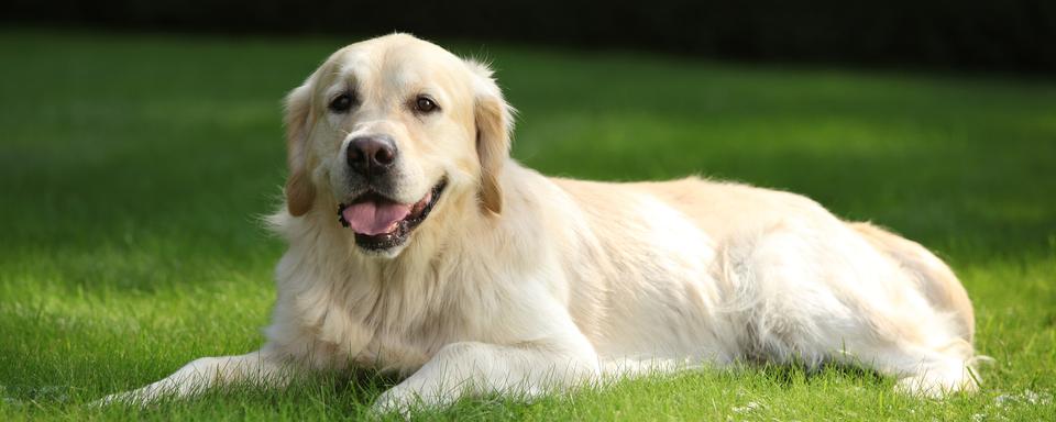 À Moudon, Sabine Nicod, présidente de la Société vaudoise des vétérinaires, reçoit pour la première fois Ultimo, un labrador qui souffre de la thyroïde. [Depositphotos - Zuzule]