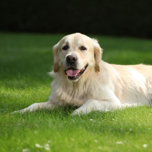 À Moudon, Sabine Nicod, présidente de la Société vaudoise des vétérinaires, reçoit pour la première fois Ultimo, un labrador qui souffre de la thyroïde. [Depositphotos - Zuzule]