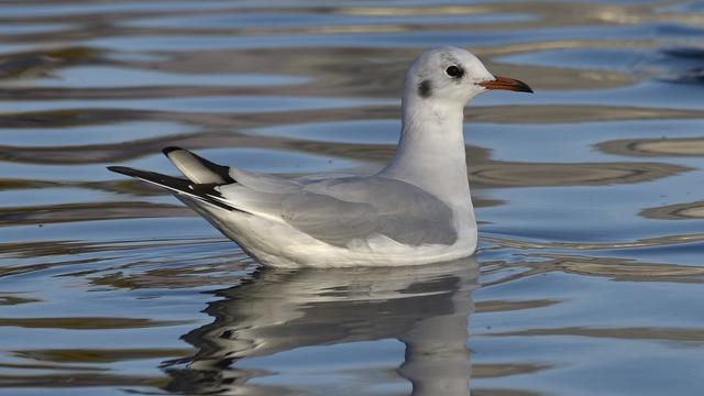 Le virus de la grippe aviaire a été détecté chez une mouette dans le canton de Schaffhouse. [Keystone - Christian Brun]