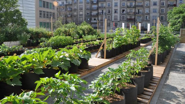 Agriculture urbaine: quelles bases scientifiques? [HEPIA]