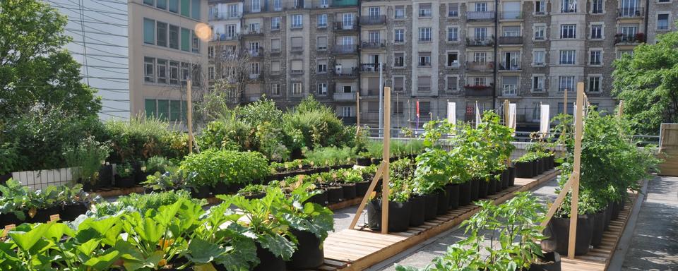 Agriculture urbaine: quelles bases scientifiques? [HEPIA]