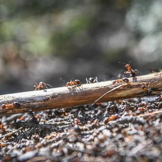 Des fourmis en Finlande en 2020. [EPA/Keystone - Kimmo Brandt]