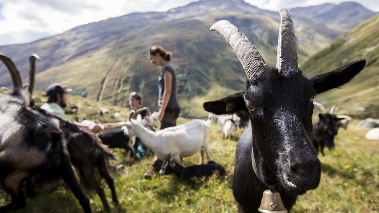 Les chèvres apprécient les défis intellectuels, selon une étude [Keystone - Alexandra Wey]