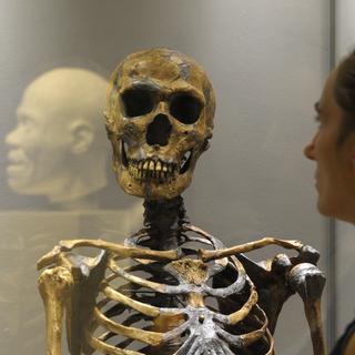 Une reconstitution d'un squelette de Néanderthal. [Keystone - Matthias Rietschel/dapd]