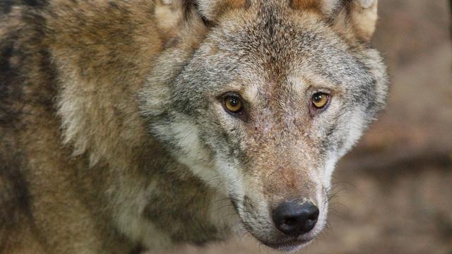 Un loup a été observé sur le territoire genevois pour la première fois depuis 150 ans (image d'illustration). [Keystone - Steffen Schmidt]