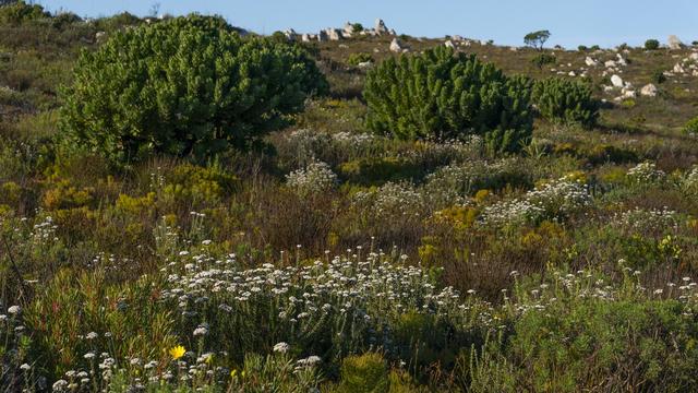 Le fynbos à Cap Town, en Afrique du Sud. [KEYSTONE - Nic Bothma / EPA]