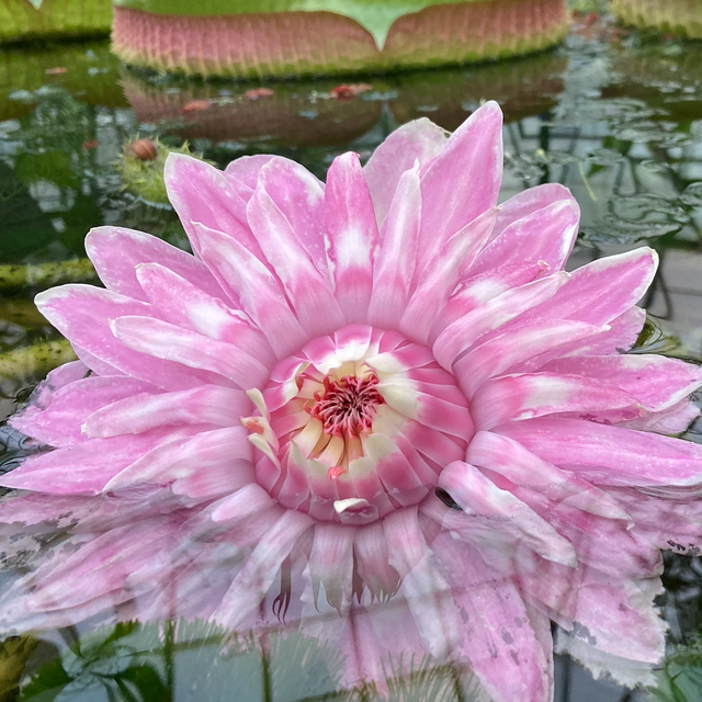 Nénuphar au jardin botanique de Bâle. [Mary Vakaridis]