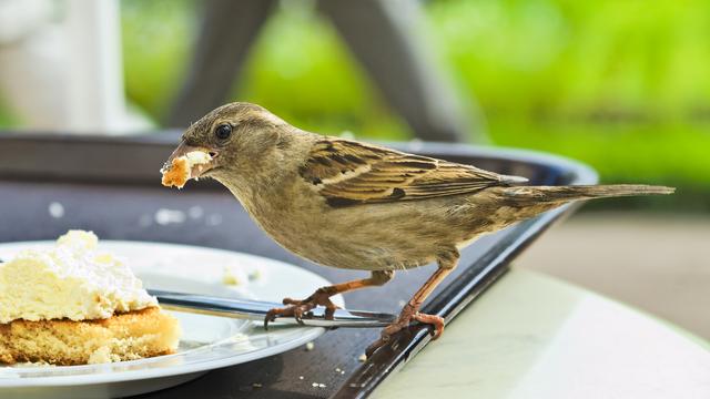 Le moineau, un oiseau citadin par excellence.
Valenty
Depositphotos [Valenty]