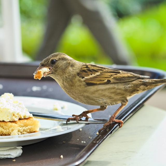 Le moineau, un oiseau citadin par excellence.
Valenty
Depositphotos [Valenty]