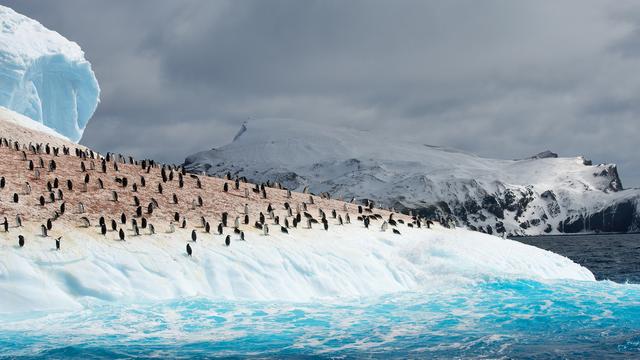 L'augmentation des pluies sur l'Antarctique menace les colonies de manchots.
mzphoto
Depositphotos [mzphoto]