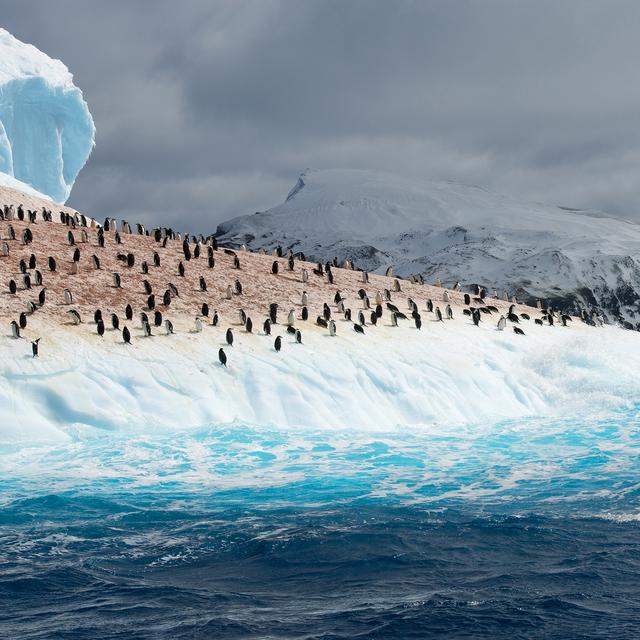 L'augmentation des pluies sur l'Antarctique menace les colonies de manchots.
mzphoto
Depositphotos [mzphoto]