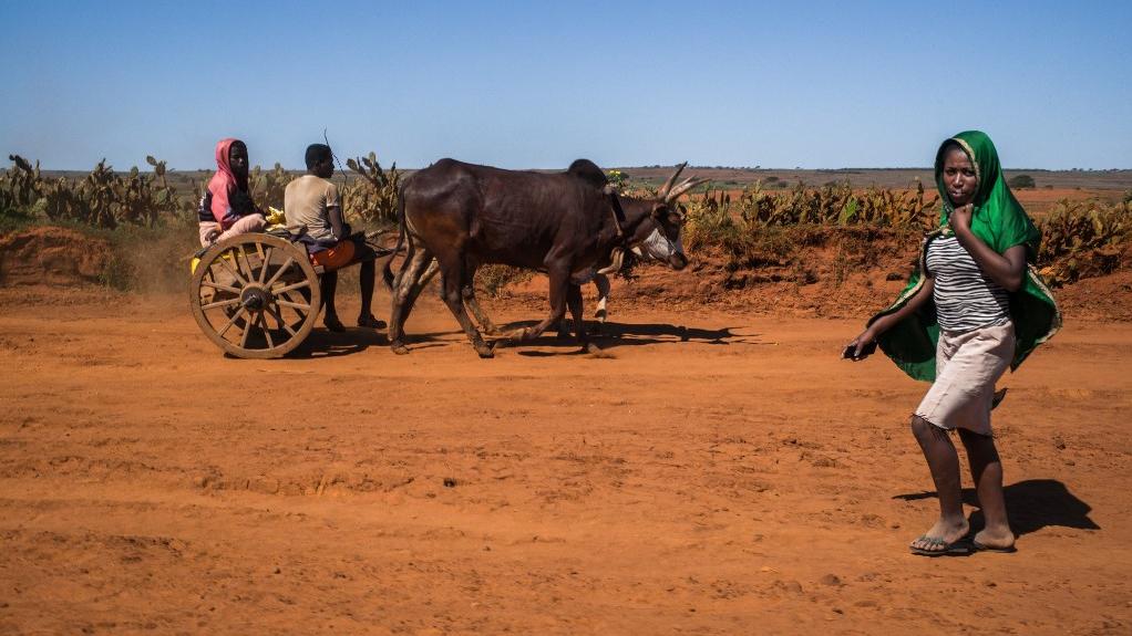 Le réchauffement climatique dû à l'homme est la cause de la famine qui frappe Madagascar. [AFP - Rijasolo]