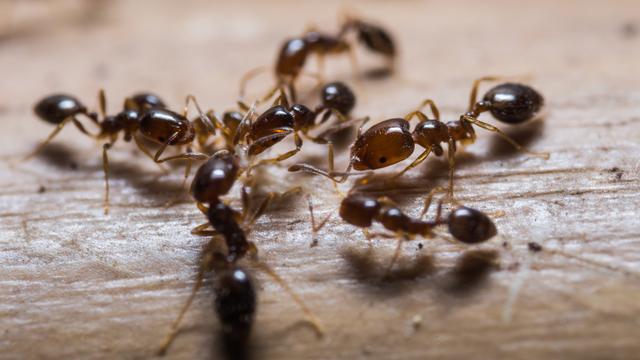 Fourmis rouges importées. [depositphotos - mathisa]