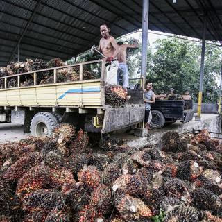 Commerce des palmiers à huile, pierre d'achoppement de la votation sur l'accord de libre-échange avec l'Indonésie. [KEYSTONE - Dedi Sinuhaj]