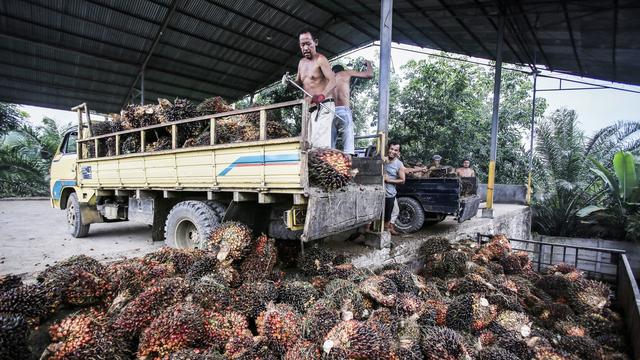 Commerce des palmiers à huile, pierre d'achoppement de la votation sur l'accord de libre-échange avec l'Indonésie. [KEYSTONE - Dedi Sinuhaj]