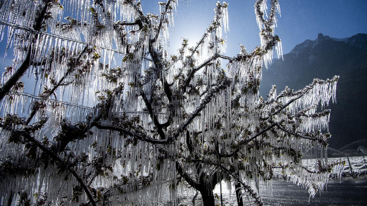 Les arbres sont arrosés pour les protéger du gel. La glace se formant autour des fruits et des fleurs permet de les protéger. Saxon (VS), le 8 avril 2021. [Keystone - Jean-Christophe Bott]