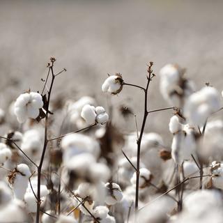Des plants de coton. [Keystone/EPA - Erik S. Lesser]