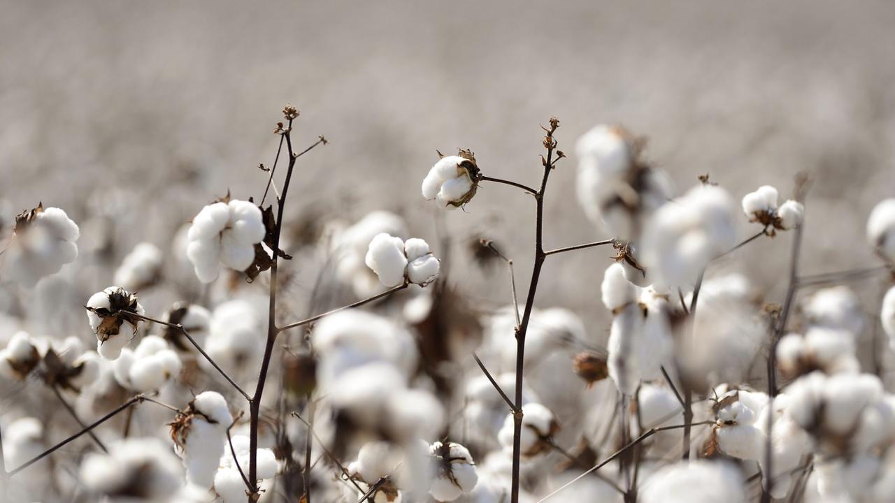 Des plants de coton. [Keystone/EPA - Erik S. Lesser]