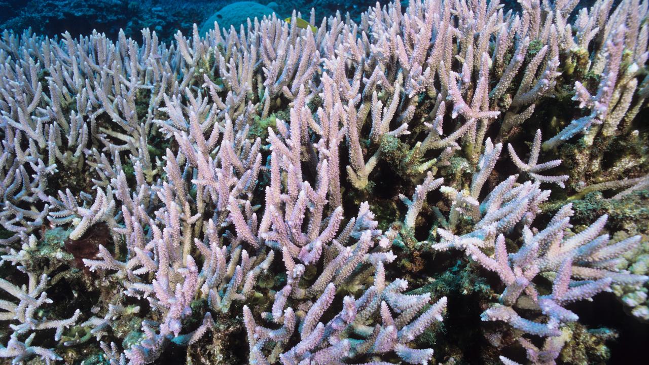14% des coraux ont disparu dans le monde entre 2009 et 2018 [AFP - Jean Cassou / Biosphoto]