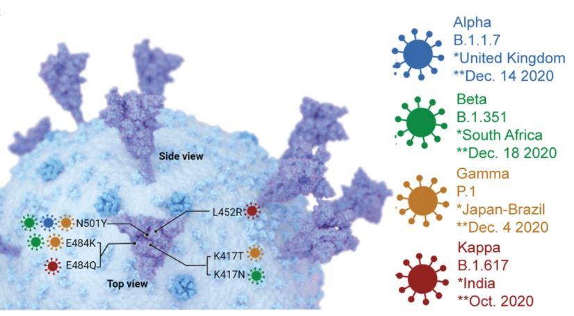 Les principales mutations du Covid – ici Alpha, Beta, Gamma et Kappa – rendent la protéine Spike plus efficace: le virus arrive à mieux se lier aux cellules qu'ils souhaitent envahir. [Nature Communications - Adolfo B. Poma & David Alsteens et al.]