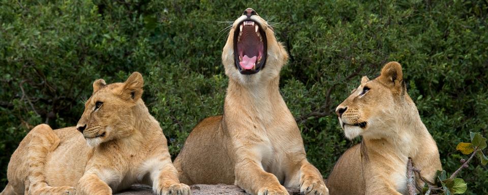 Chaque année, Malou Gallié accompagne des safaris au Kenya, où elle initie les touristes à la communication avec la faune sauvage. [Depositphotos - GUDKOVANDREY]