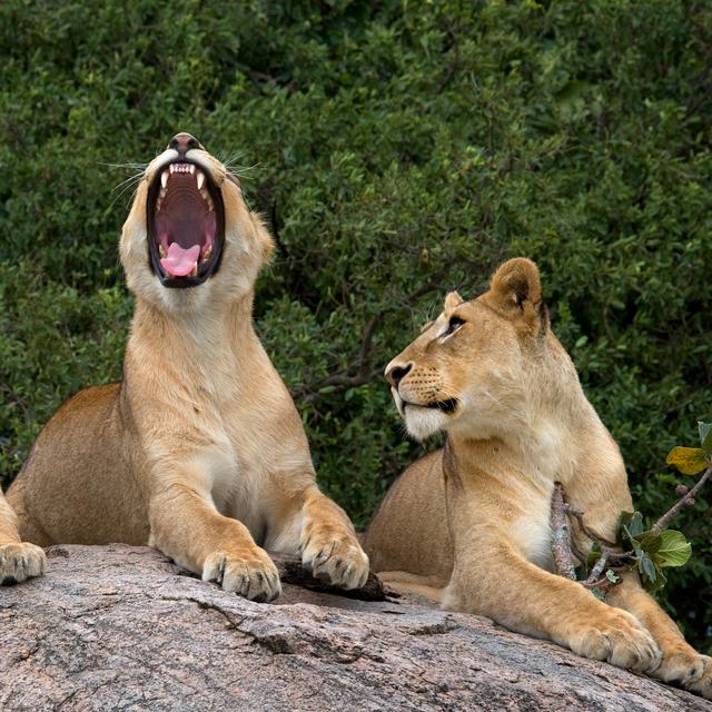 Chaque année, Malou Gallié accompagne des safaris au Kenya, où elle initie les touristes à la communication avec la faune sauvage. [Depositphotos - GUDKOVANDREY]