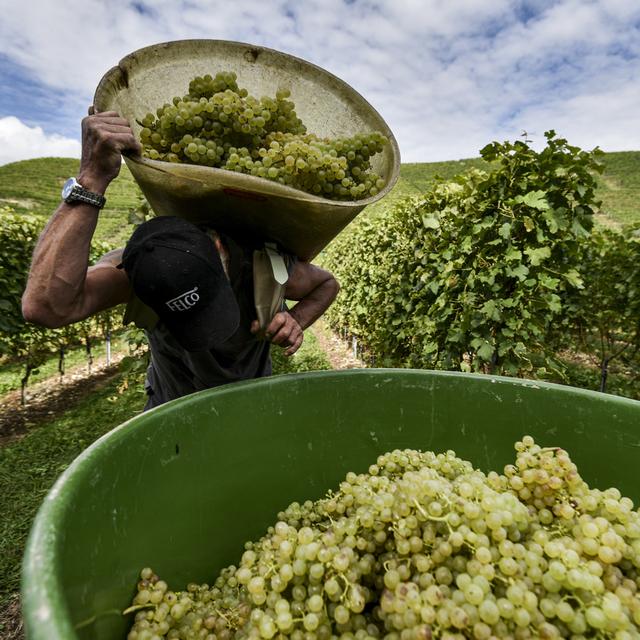 Vendanges à Cortaillod. [KEYSTONE - Théophile Bloudanis]