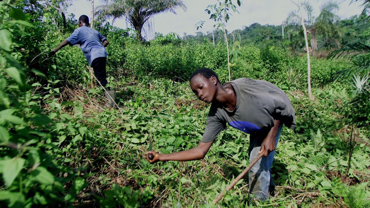 De nombreux enfants travaillent dans les plantations de cacao, notamment en Côte d'Ivoire. [Keystone/AP - Christine Nesbitt]