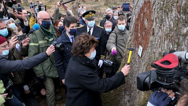 Les chênes déjà sélectionnés sont issus de la forêt de Bercé (centre-ouest). [AFP - Thomas Coex]