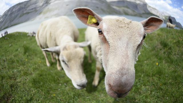 Des moutons sur un alpage. [Keystone - Maxime Schmid]